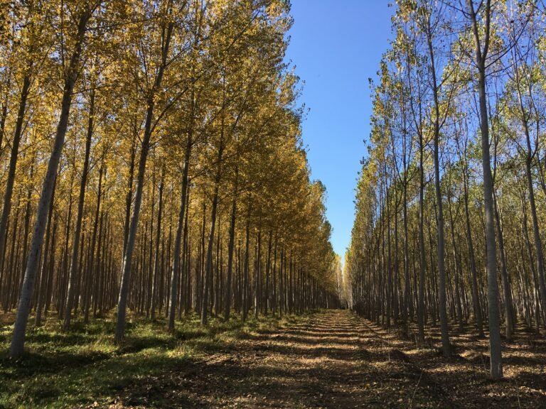 Grupo Fósforos de Chile es pionera en lograr la certificación libre de deforestación y degradación ambiental