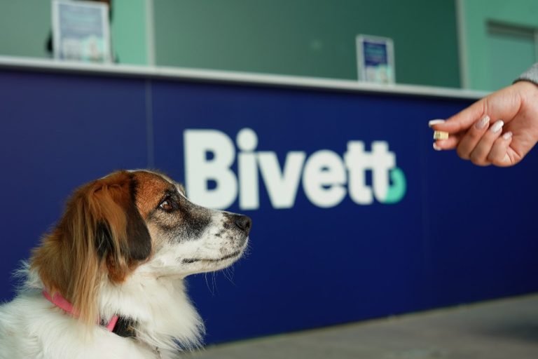 Síntomas y cuidados de los animales de compañía ante la pólvora