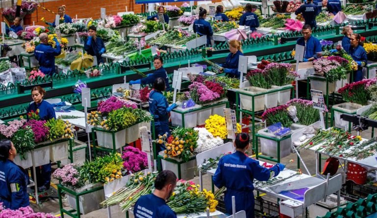 Miles de trabajadores de la floricultura apoyan la logística para celebrar el día de San Valentín con flores colombianas