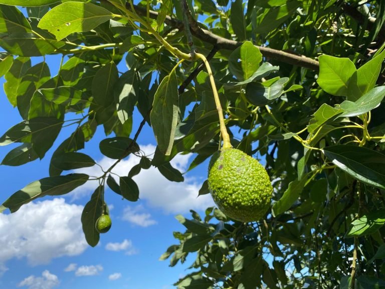 Corpohass continúa trabajando por conservar las fuentes hídricas en los cultivos de aguacate hass.