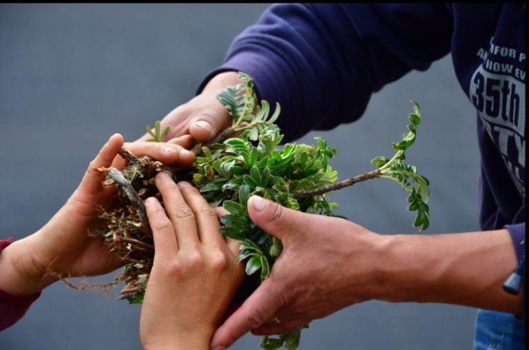 Acción Andina elimina el uso de bolsas plásticas en sus viveros y trasplantes, impulsando la restauración sin residuos en los Andes