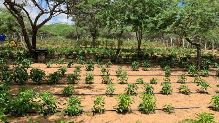 Conservación del suelo: Clave para una producción sostenible en Colombia