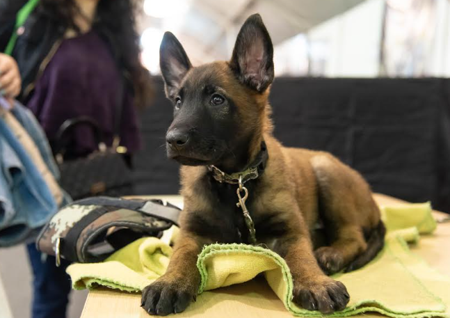 Expopet 2025 presenta una nueva edición de ‘Mi criollo más bello’, un concurso que exalta la diversidad canina