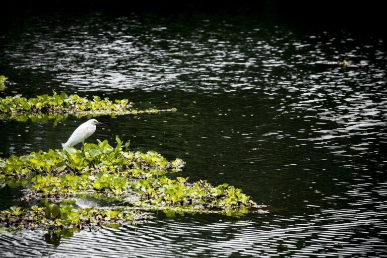 Encuentro Nacional por el Agua y las Energías Renovables 2025