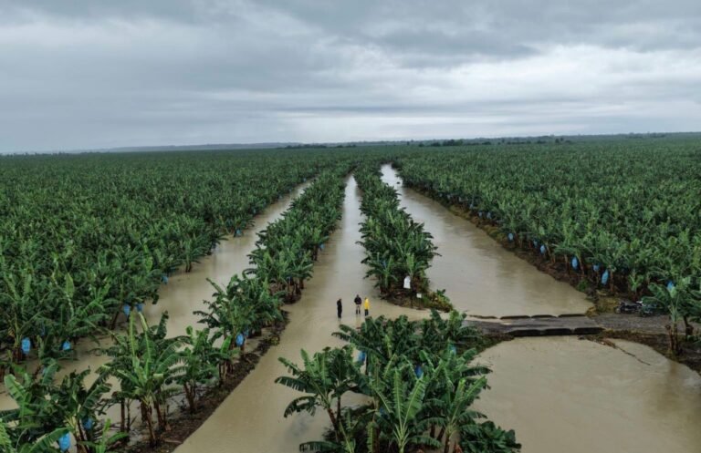 Récord histórico de lluvias pone en riesgo la estabilidad del sector bananero en Uraba