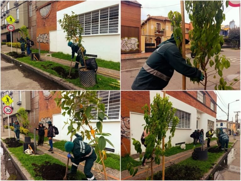 El Jardín Botánico de Bogotá llevó nuevos árboles verdes a la avenida Teusaquillo